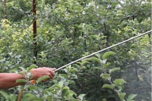 套袋红富士苹果如何管理，注意基肥要早追肥要巧