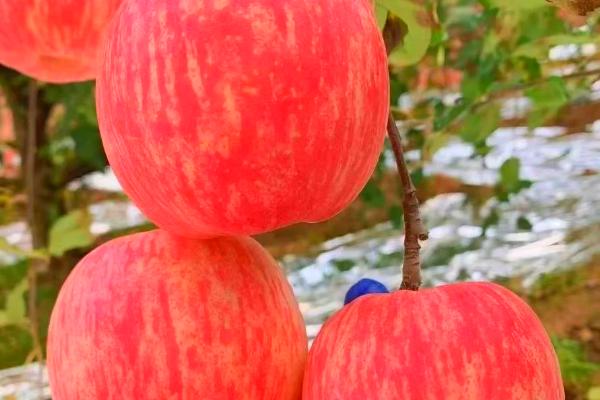 套袋红富士苹果如何管理，注意基肥要早追肥要巧