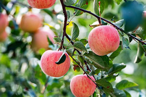 套袋红富士苹果如何管理，注意基肥要早追肥要巧