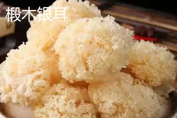 银耳的生长环境，主要长在温暖潮湿的腐木中
