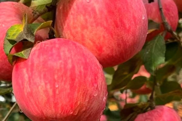 套袋红富士苹果如何管理，注意基肥要早追肥要巧