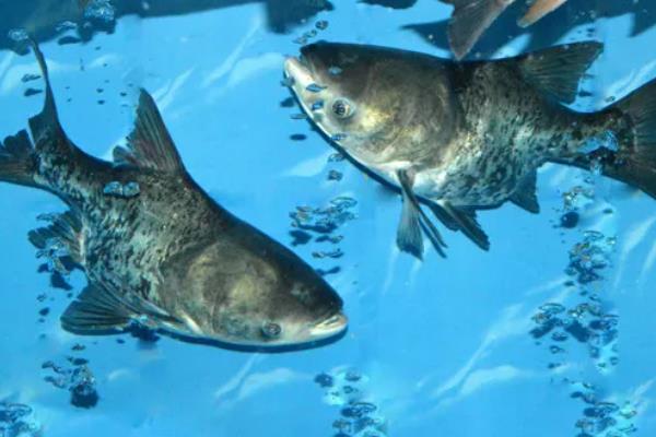 胖头鱼的食物种类，主要以轮虫、枝角类等浮游动物为食