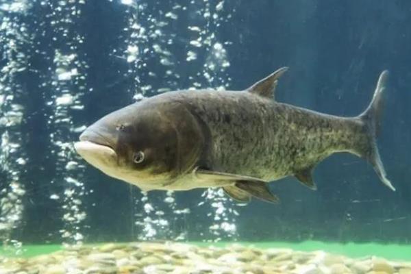 胖头鱼的食物种类，主要以轮虫、枝角类等浮游动物为食