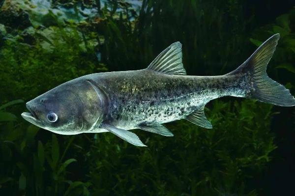 胖头鱼的食物种类，主要以轮虫、枝角类等浮游动物为食