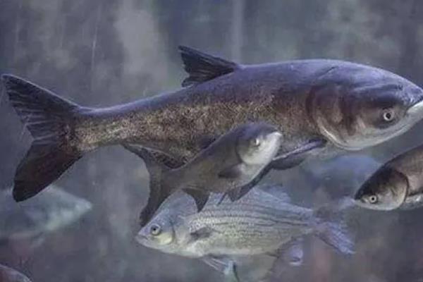 胖头鱼的食物种类，主要以轮虫、枝角类等浮游动物为食
