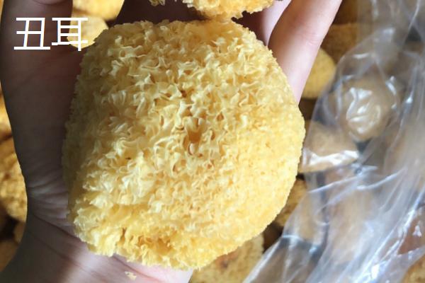 银耳的生长环境，主要长在温暖潮湿的腐木中