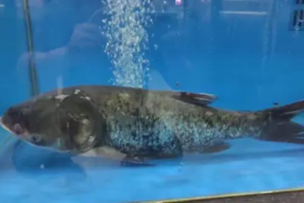胖头鱼的食物种类，主要以轮虫、枝角类等浮游动物为食