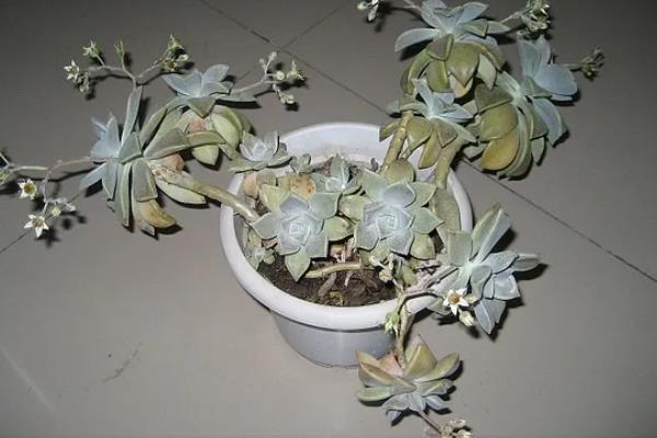 宝石花怎么养殖，夏季要适当遮阴