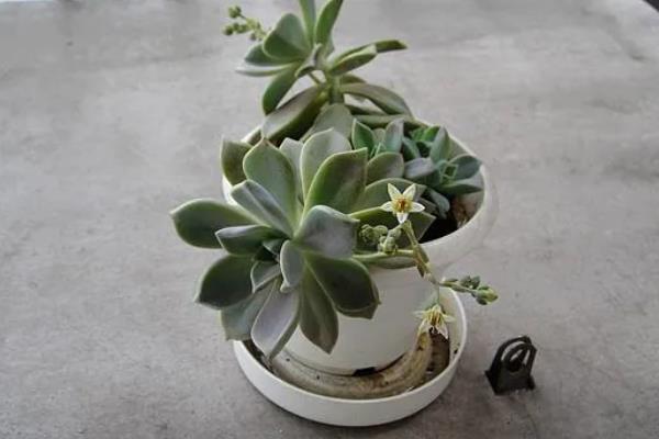 宝石花怎么养殖，夏季要适当遮阴