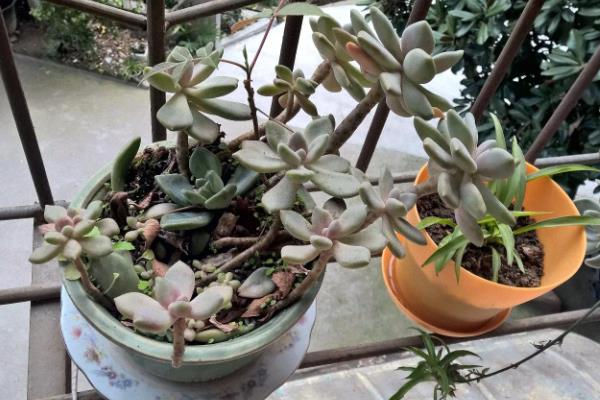 宝石花怎么养殖，夏季要适当遮阴