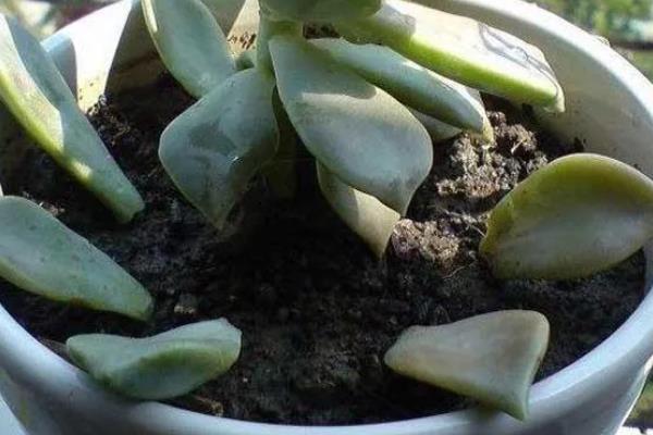 宝石花怎么养殖，夏季要适当遮阴