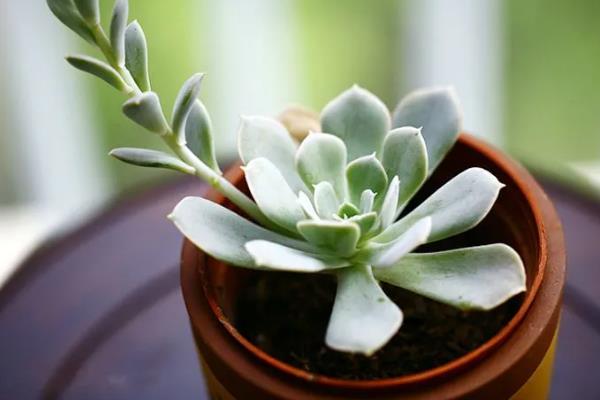 宝石花怎么养殖，夏季要适当遮阴