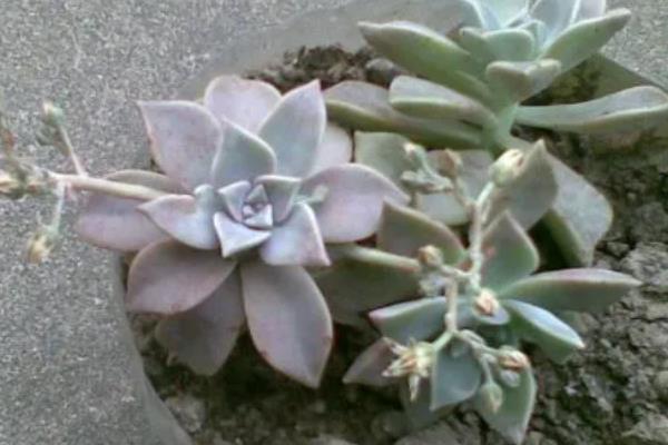 宝石花怎么养殖，夏季要适当遮阴