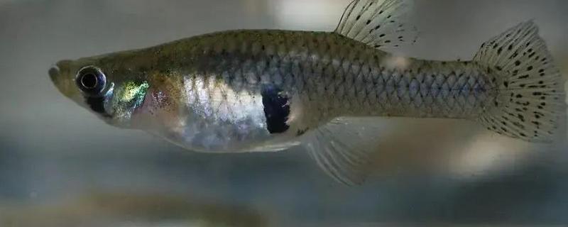 食蚊鱼生小鱼的时间，一般在4-10月份繁殖