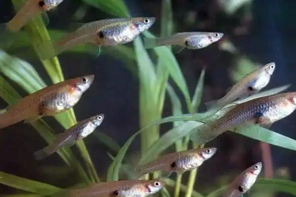 食蚊鱼生小鱼的时间，一般在4-10月份繁殖