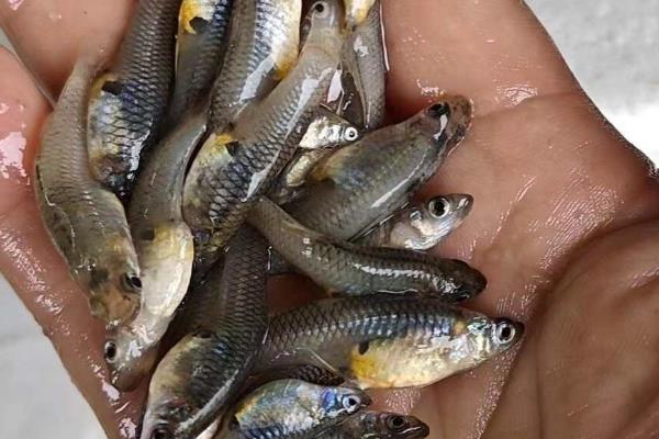 食蚊鱼生小鱼的时间，一般在4-10月份繁殖