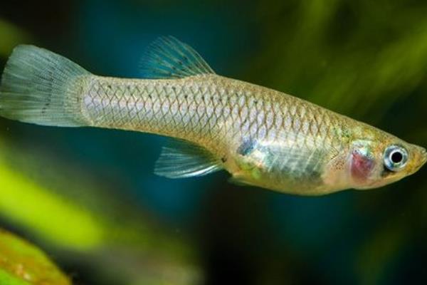 食蚊鱼生小鱼的时间，一般在4-10月份繁殖