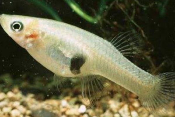 食蚊鱼生小鱼的时间，一般在4-10月份繁殖