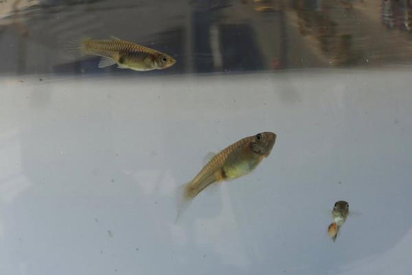 食蚊鱼生小鱼的时间，一般在4-10月份繁殖