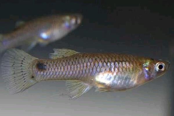 食蚊鱼生小鱼的时间，一般在4-10月份繁殖