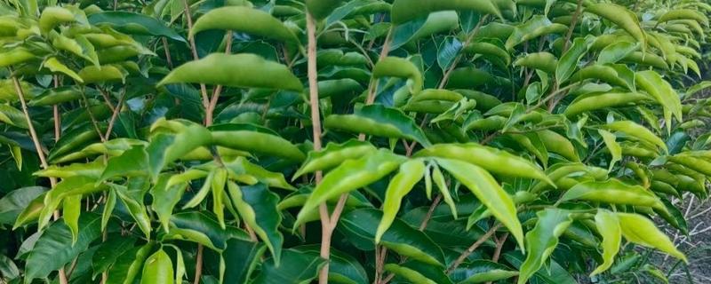 沉香怎么播种，在苗床上均匀撒播后再覆盖细沙