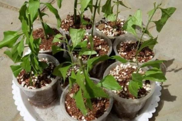 巧克力花如何养殖，通常通过扦插、压条进行繁殖