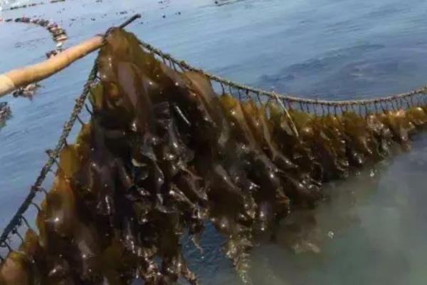 海带是植物吗，是海洋之中的植物