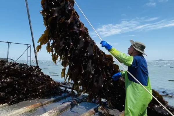 海带是植物吗，是海洋之中的植物