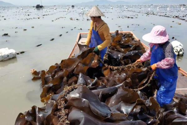 海带是植物吗，是海洋之中的植物
