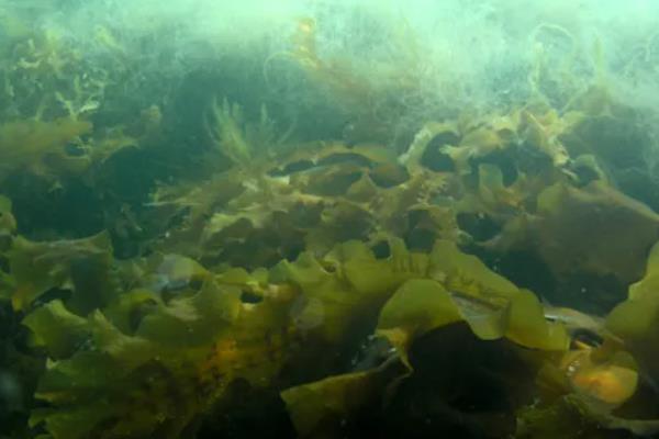 海带是植物吗，是海洋之中的植物