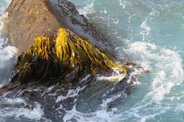 海带是植物吗，是海洋之中的植物