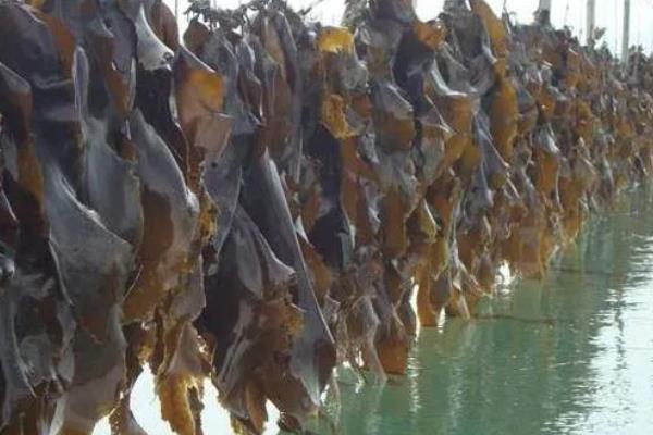 海带是植物吗，是海洋之中的植物