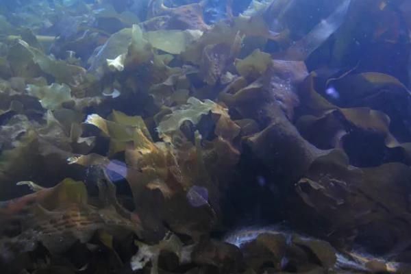 海带是植物吗，是海洋之中的植物