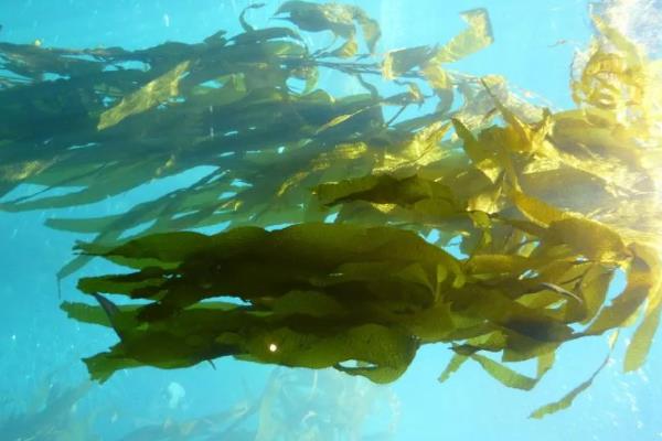 海带是植物吗，是海洋之中的植物