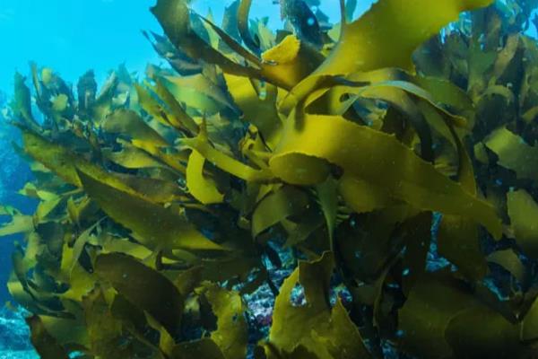 海带是植物吗，是海洋之中的植物