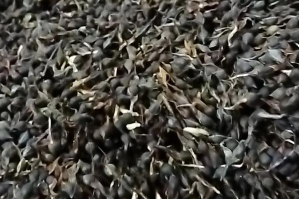 沉香怎么播种，在苗床上均匀撒播后再覆盖细沙