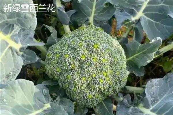 西兰花的常见品种，有秀绿西兰花、福至西兰花等