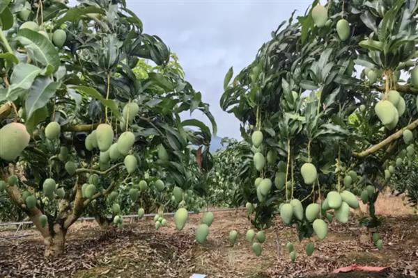 芒果喜阴吗，充足的光照有利于它生长结实