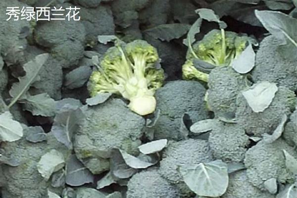 西兰花的常见品种，有秀绿西兰花、福至西兰花等