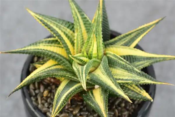 琉璃殿有什么作用，可供观赏和防辐射