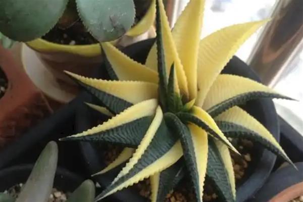 琉璃殿有什么作用，可供观赏和防辐射