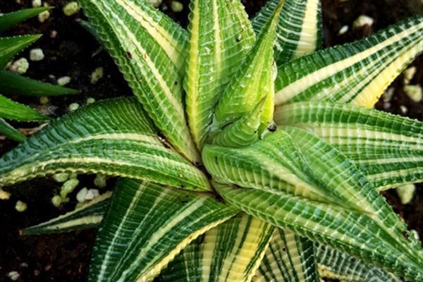 琉璃殿有什么作用，可供观赏和防辐射