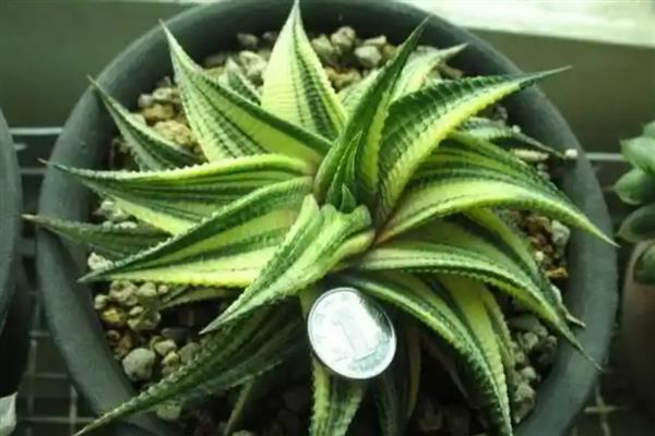 琉璃殿有什么作用，可供观赏和防辐射