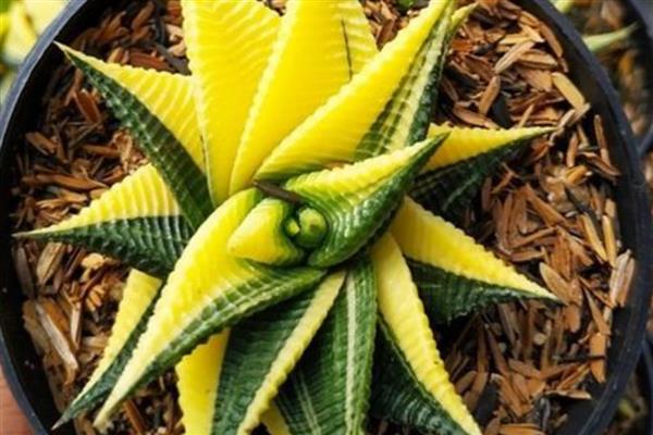 琉璃殿有什么作用，可供观赏和防辐射