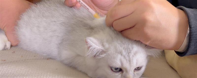 猫咪要打哪些疫苗，要打猫瘟、猫鼻支等疫苗