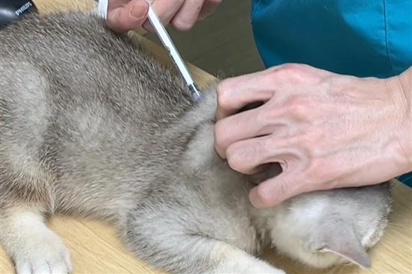 猫咪要打哪些疫苗，要打猫瘟、猫鼻支等疫苗