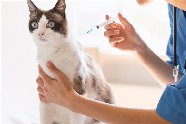 猫咪要打哪些疫苗，要打猫瘟、猫鼻支等疫苗