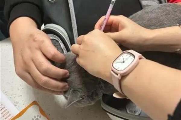 猫咪要打哪些疫苗，要打猫瘟、猫鼻支等疫苗
