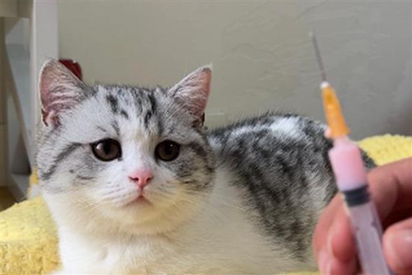 猫咪要打哪些疫苗，要打猫瘟、猫鼻支等疫苗