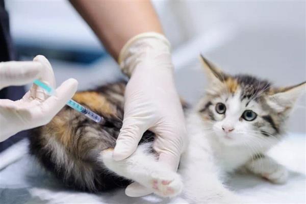 猫咪要打哪些疫苗，要打猫瘟、猫鼻支等疫苗